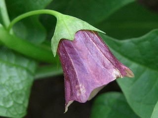 Scopolia japonica Maxim.